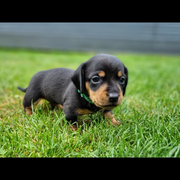Dachshund (Standard &amp; Miniature) - Both