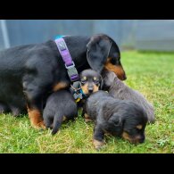 Dachshund (Standard &amp; Miniature) - Both