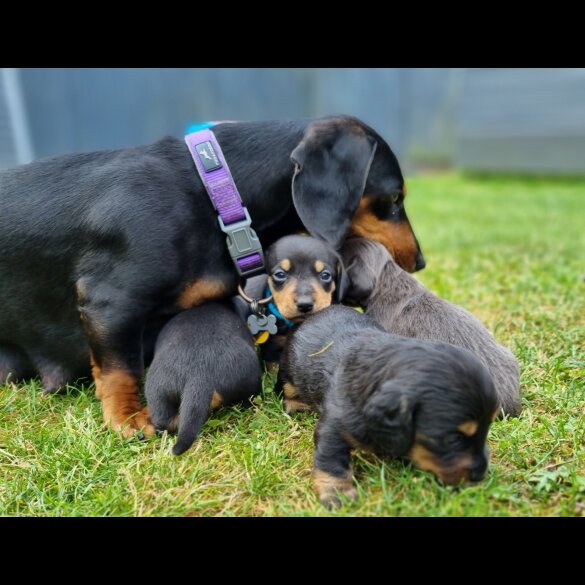 Dachshund (Standard &amp; Miniature) - Both
