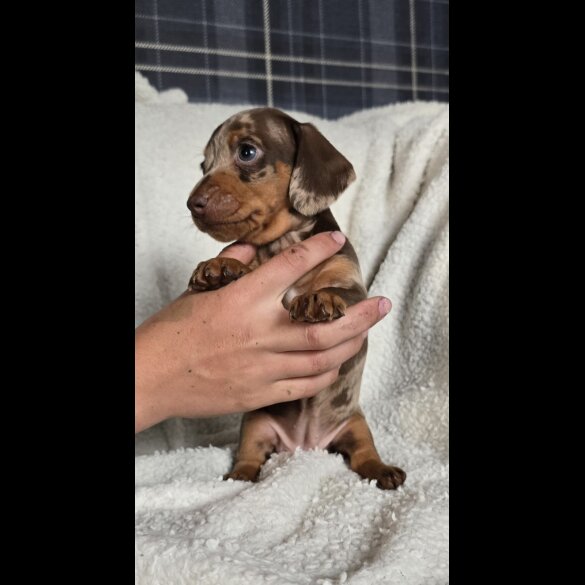 Dachshund (Standard &amp; Miniature) - Bitches
