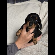 Dachshund (Standard &amp; Miniature) - Bitches