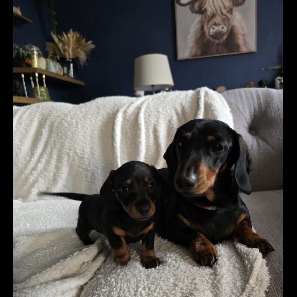 Dachshund (Standard &amp; Miniature) - Bitches