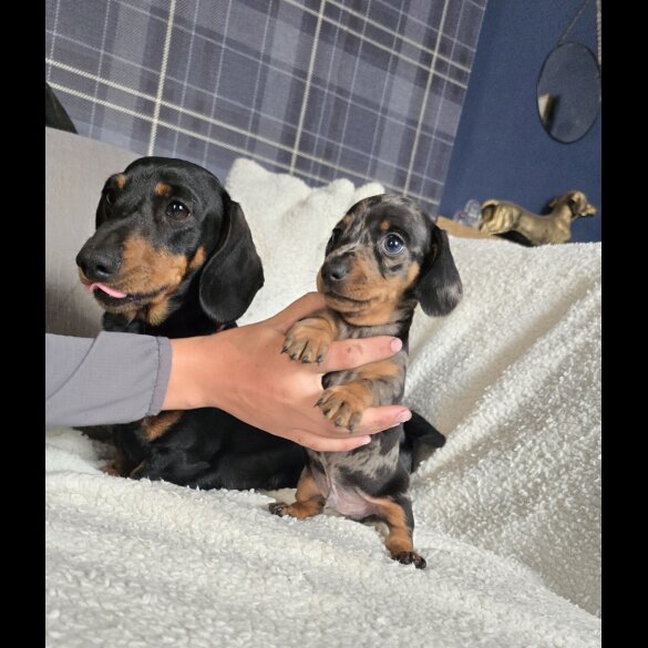 Dachshund (Standard &amp; Miniature) - Bitches