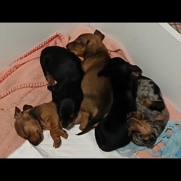 Dachshund (Standard &amp; Miniature) - Both