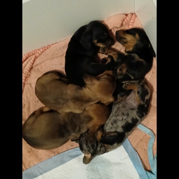 Dachshund (Standard &amp; Miniature) - Both