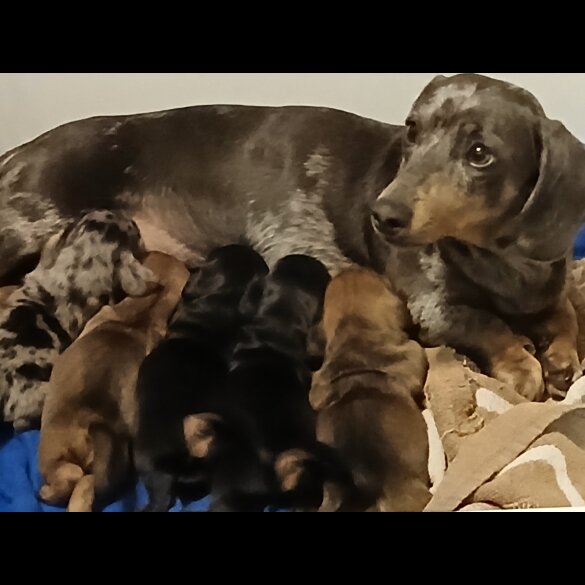 Dachshund (Standard &amp; Miniature) - Both