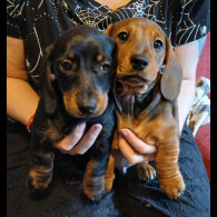 Dachshund (Standard &amp; Miniature) - Both