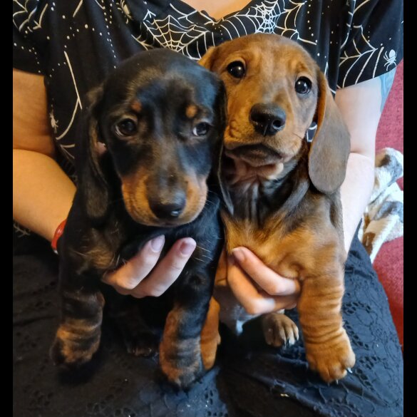 Dachshund (Standard &amp; Miniature) - Both