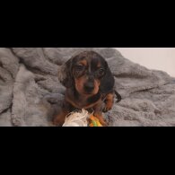 Dachshund (Standard &amp; Miniature) - Dogs