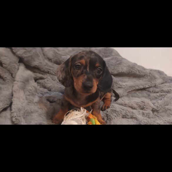 Dachshund (Standard &amp; Miniature) - Dogs