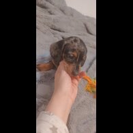 Dachshund (Standard &amp; Miniature) - Dogs