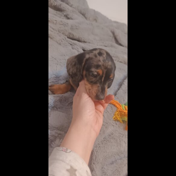Dachshund (Standard &amp; Miniature) - Dogs