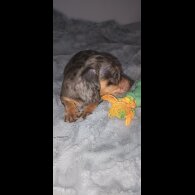 Dachshund (Standard &amp; Miniature) - Dogs