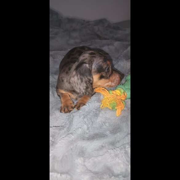 Dachshund (Standard &amp; Miniature) - Dogs
