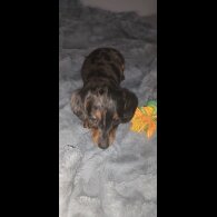 Dachshund (Standard &amp; Miniature) - Dogs
