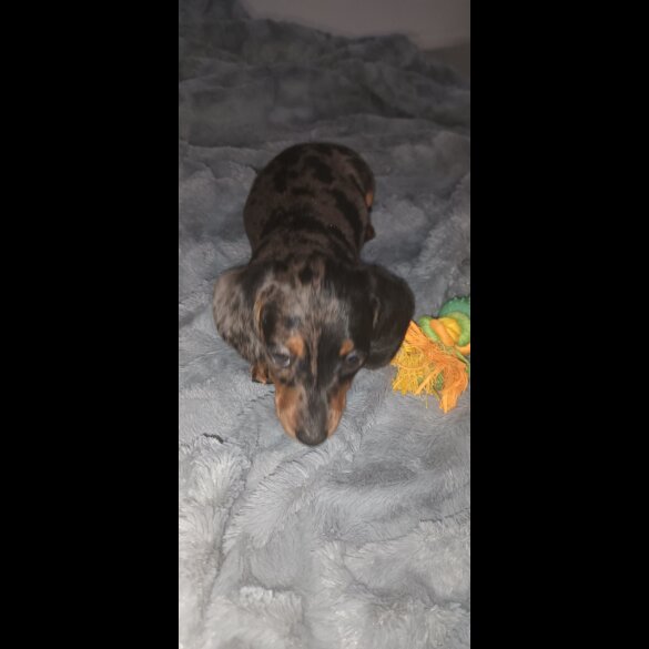 Dachshund (Standard &amp; Miniature) - Dogs
