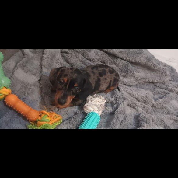 Dachshund (Standard &amp; Miniature) - Dogs