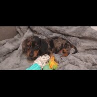 Dachshund (Standard &amp; Miniature) - Dogs