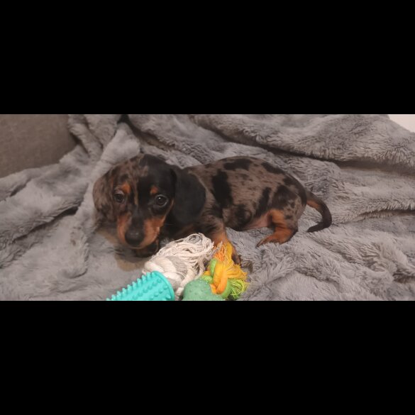 Dachshund (Standard &amp; Miniature) - Dogs