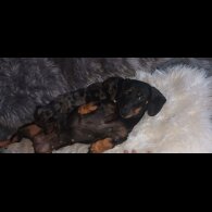 Dachshund (Standard &amp; Miniature) - Dogs
