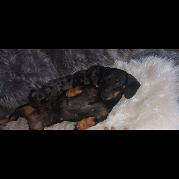 Dachshund (Standard &amp; Miniature) - Dogs