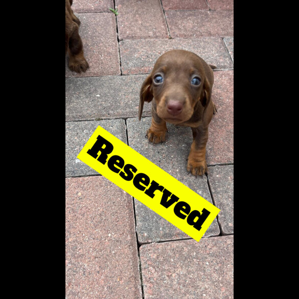 Dachshund (Standard &amp; Miniature) - Both
