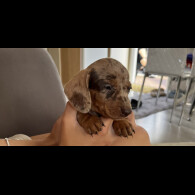 Dachshund (Standard &amp; Miniature) - Both