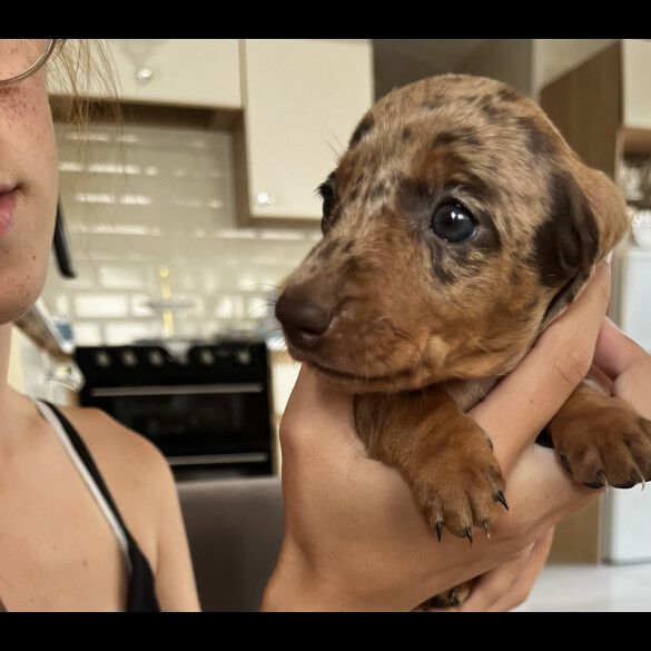 Dachshund (Standard &amp; Miniature) - Both