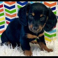 Dachshund (Standard &amp; Miniature) - Both
