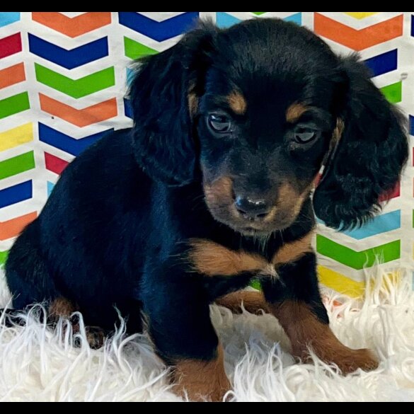 Dachshund (Standard &amp; Miniature) - Both