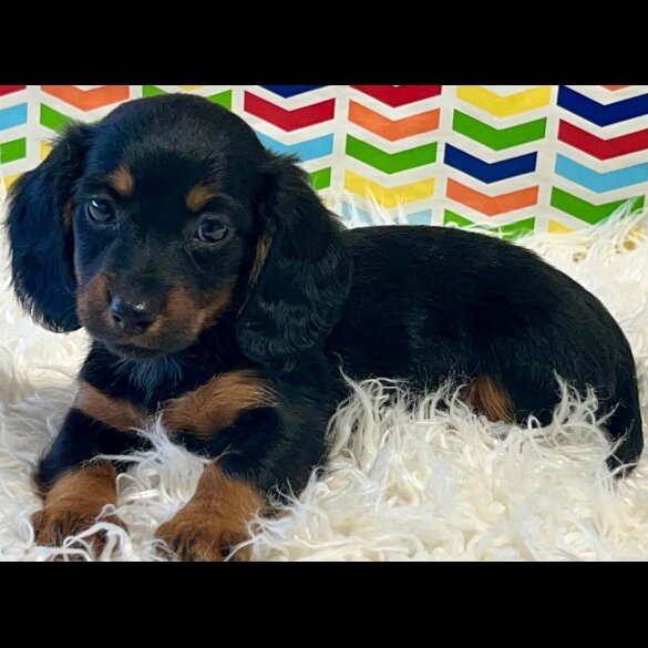 Dachshund (Standard &amp; Miniature) - Both