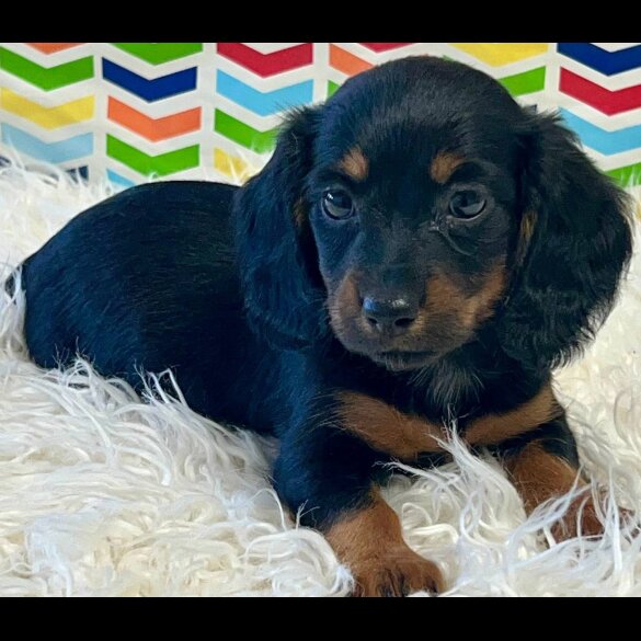 Dachshund (Standard &amp; Miniature) - Both