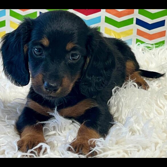 Dachshund (Standard &amp; Miniature) - Both