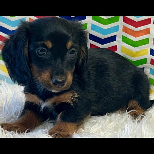 Dachshund (Standard &amp; Miniature) - Both