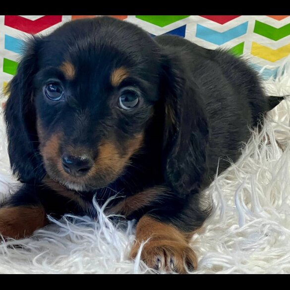 Dachshund (Standard &amp; Miniature) - Both