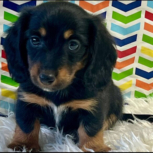 Dachshund (Standard &amp; Miniature) - Both