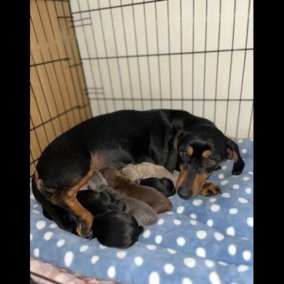 Dachshund (Standard &amp; Miniature) - Both