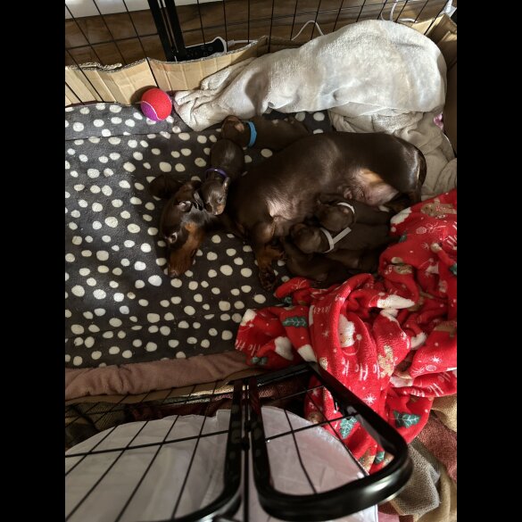 Dachshund (Standard &amp; Miniature) - Both