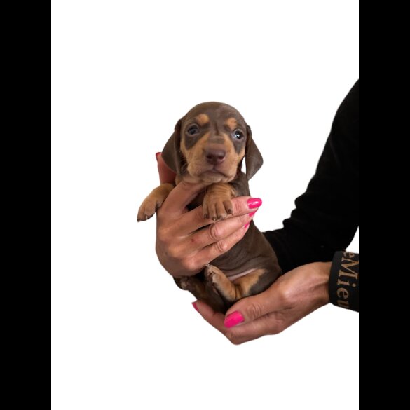 Dachshund (Standard &amp; Miniature) - Both