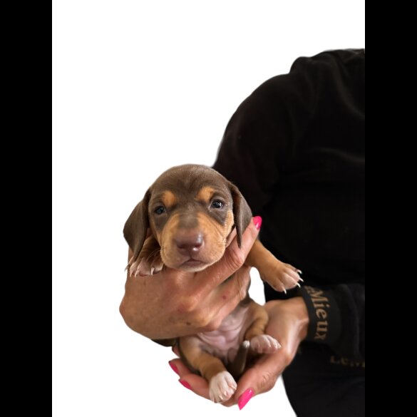 Dachshund (Standard &amp; Miniature) - Both
