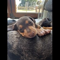 Dachshund (Standard &amp; Miniature) - Both