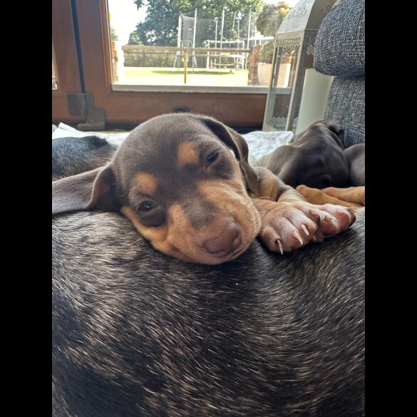 Dachshund (Standard &amp; Miniature) - Both