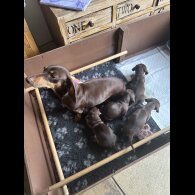 Dachshund (Standard &amp; Miniature) - Both