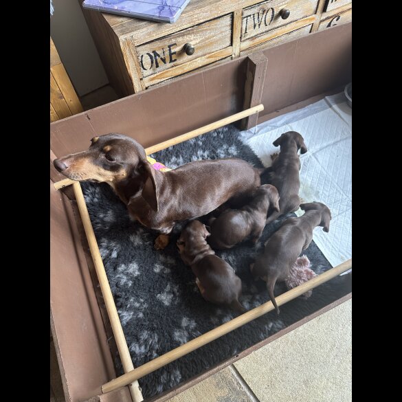 Dachshund (Standard &amp; Miniature) - Both