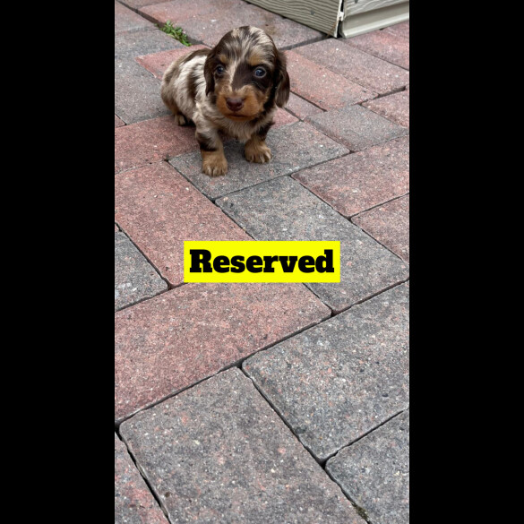 Dachshund (Standard &amp; Miniature) - Both