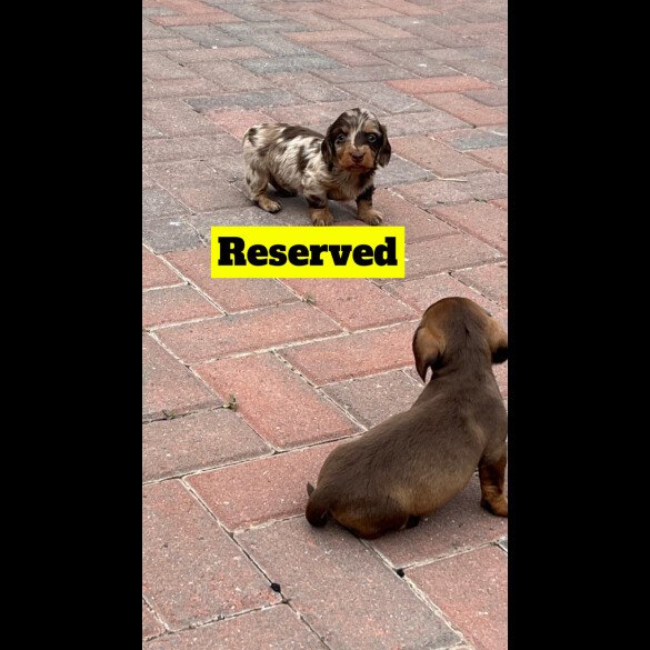 Dachshund (Standard &amp; Miniature) - Both