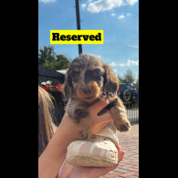 Dachshund (Standard &amp; Miniature) - Both