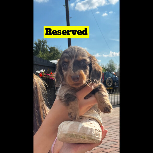 Dachshund (Standard &amp; Miniature) - Both
