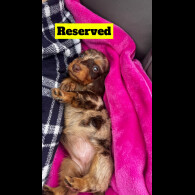 Dachshund (Standard &amp; Miniature) - Both
