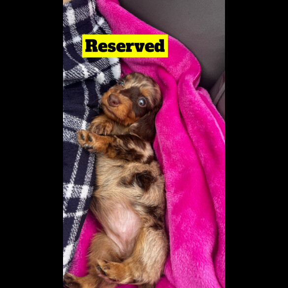 Dachshund (Standard &amp; Miniature) - Both